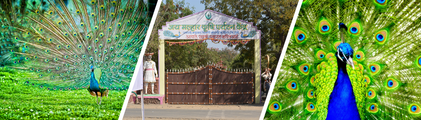 Morachi Chincholi is one of the best weekend getaway spot near Pune. To know more about Morachi Chincholi visit our website or contact us.