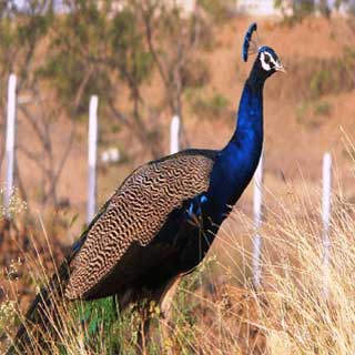 Bird Sanctuaries at morachichincholi is famous spot for watching migratory and domestic birds