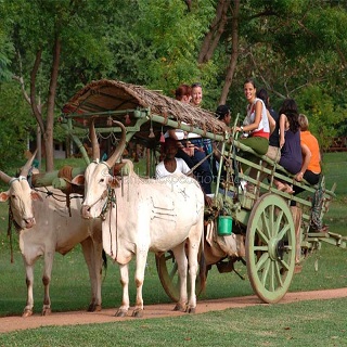 Bird Sanctuaries at morachichincholi is famous spot for watching migratory and domestic birds.