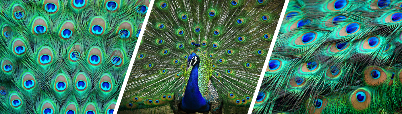 best holiday place is morachi chincholi which is located near pune