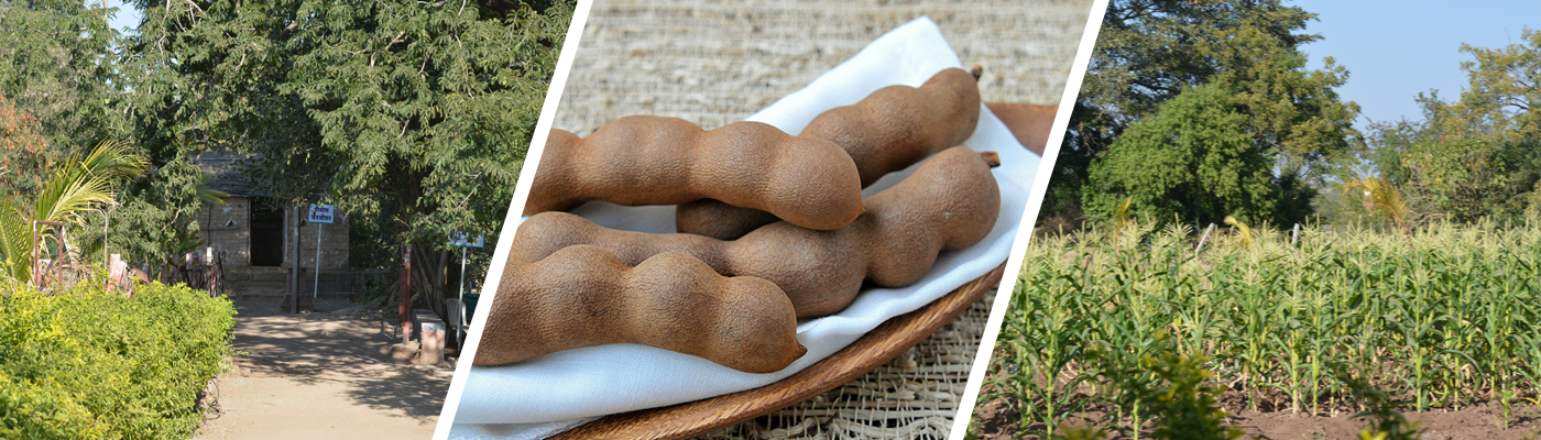 Tamarind trees in Morachi Chincholi is a true tourist attraction. The trees add to the beauty of the place and also help in keeping the weather moderate.