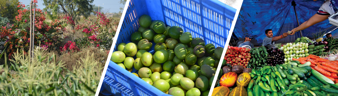 fruits and vegetables in morachi chicholi