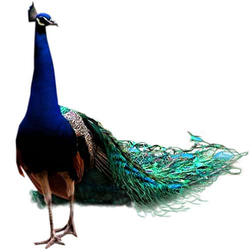 We at Morachi Chincholi, try to provide a safe home to different varieties of the birds.